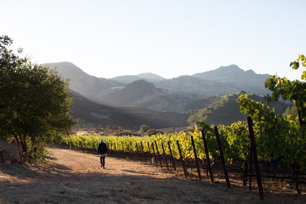 Gallica celebrates ‘moment’ for Cabernet Franc with awards success