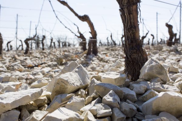 Petit Chablis gaining a grand reputation