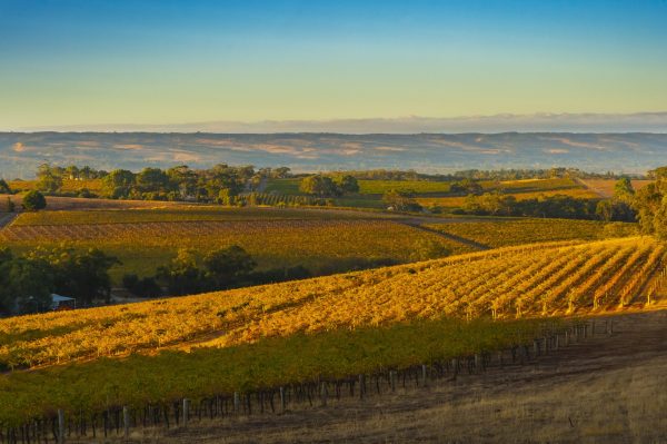 New fine wine powerhouse Goedhuis Waddesdon boost commercial portfolio