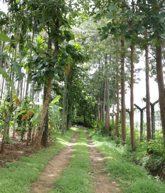 Indian winery Big Banyan launches new single-varietal wines