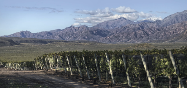 Why Doña Paula is embracing nature in Argentina