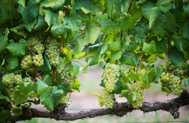 South Africa Wine and Stellenbosch University launch Chenin Blanc project