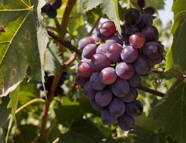 El Valle del Loira confía en los vinos tintos