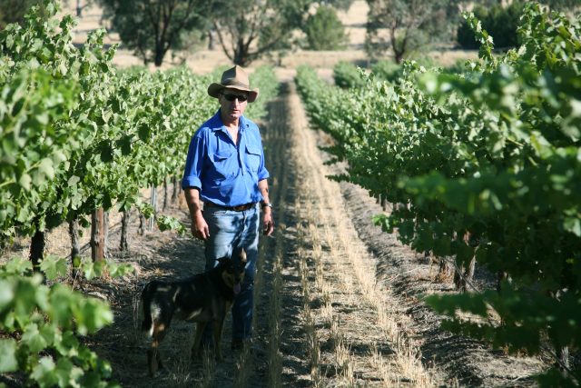Australia nombra un grupo de trabajo para hacer frente al exceso de vino