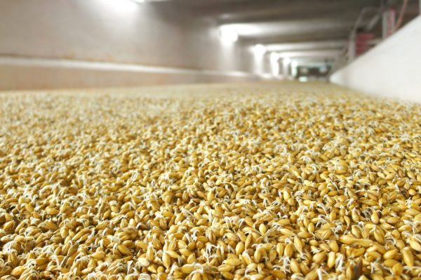 Removing toxins from wheat and barley will boost beer production