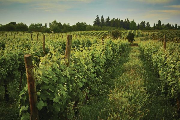 Striking gold: Maquis’ medal-winning wines