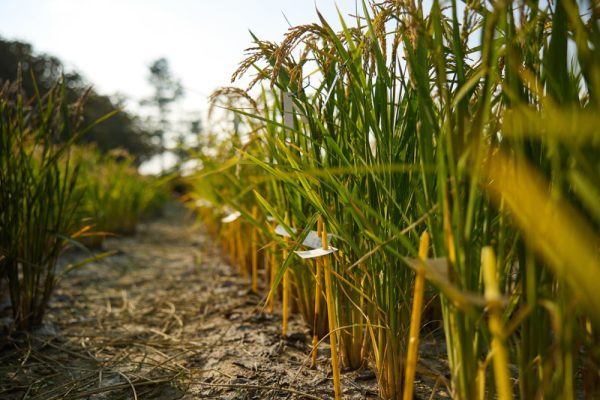 Sake rice strains created to suit European climate for the first time