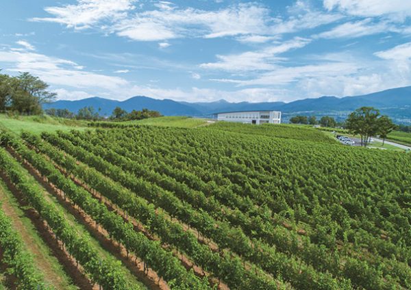 Concha y Toro partners with Kirin on Japanese wine brand