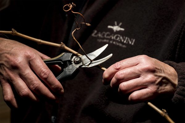 Zaccagnini captures the spirit of Abruzzo as wine range grows