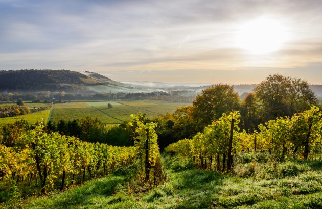 Denbies Wine Estate is now certified Net Zero