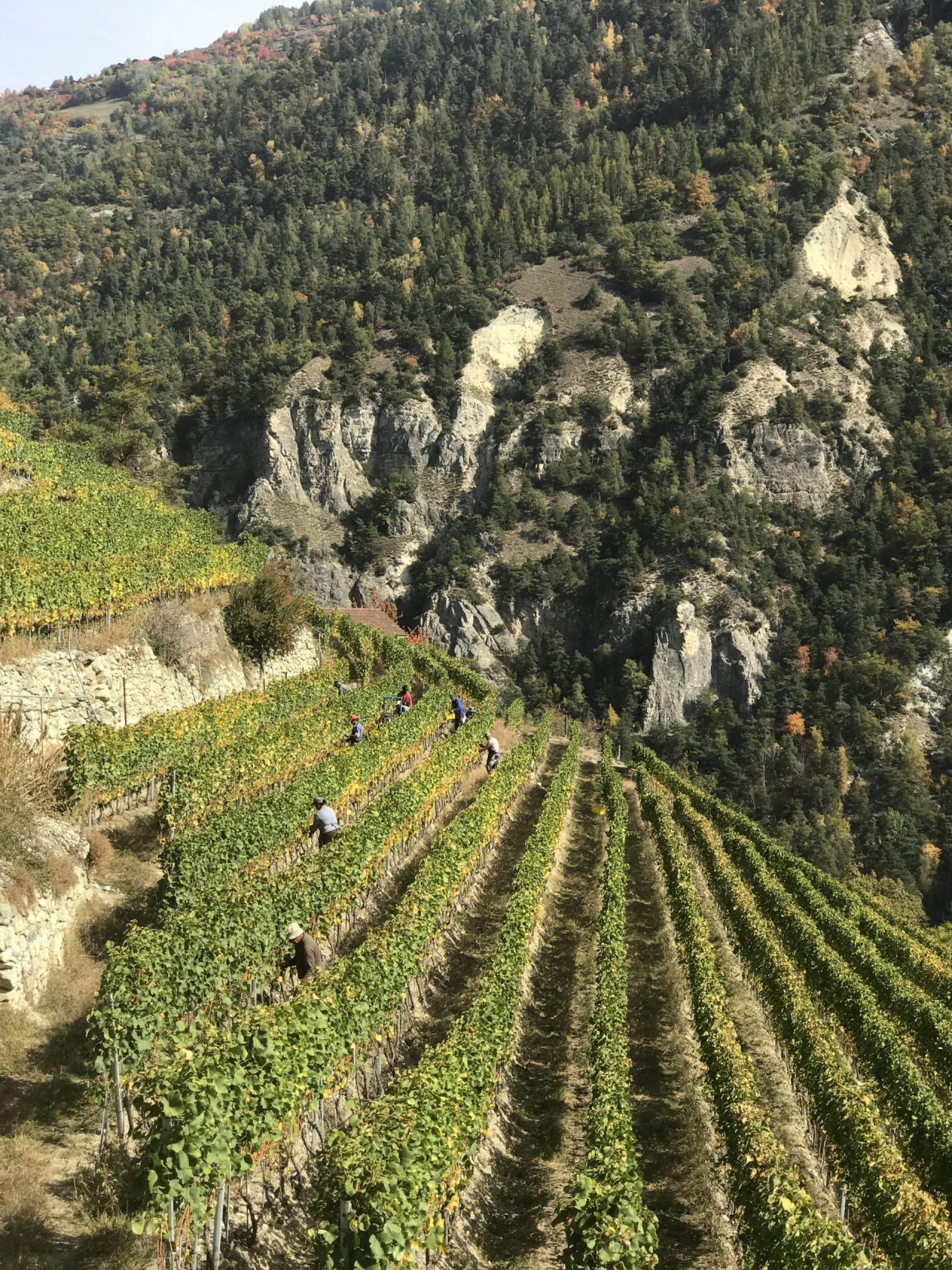 How are wine producers adapting to make the most of mountains?