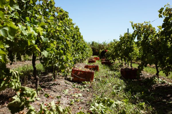 Uruguay’s harvest 2024: Challenging but good for fresh Tannat and stellar whites