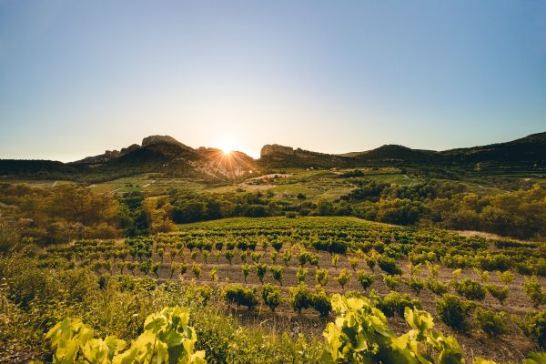 Rhône producers reflect on the ‘perfect position’ for sustainability