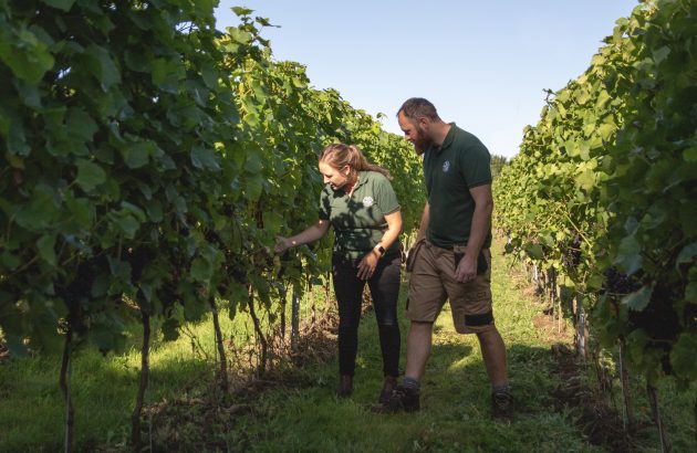 Kent vineyard battles opposition to wine tastings near graveyard