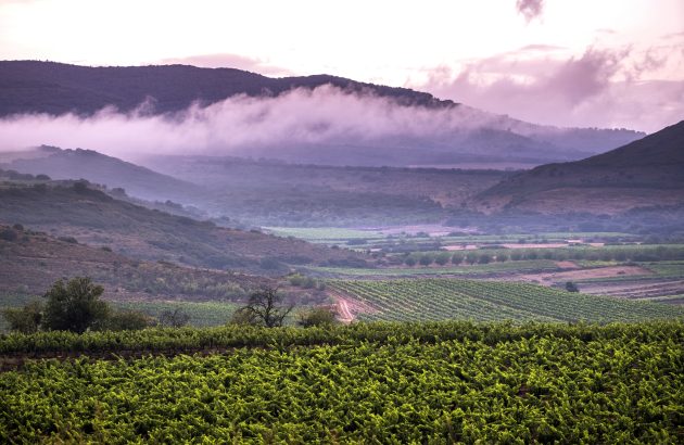Uncharted territory: a deep dive into mountain wines