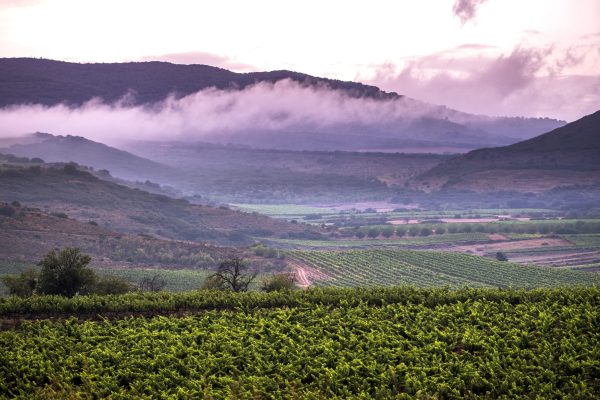 Uncharted territory: a deep dive into mountain wines