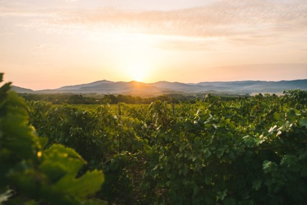 Sainte Marguerite en Provence announces plans to acquire estate