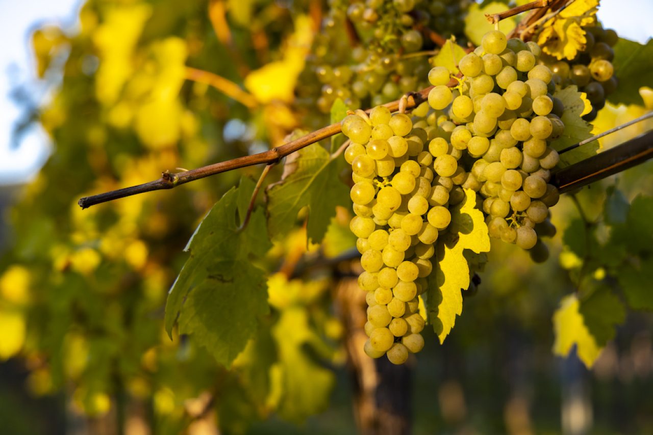 Could Grüner Veltliner be a ‘signature grape’ of Pennsylvania?