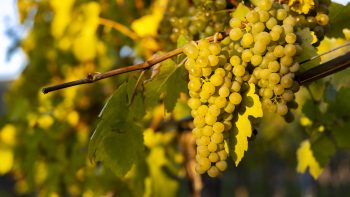 Could Grüner Veltliner be a ‘signature grape’ of Pennsylvania?