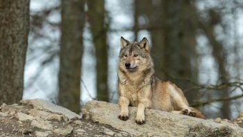Calls for Bordeaux en primeur price restraint is not ‘crying wolf’