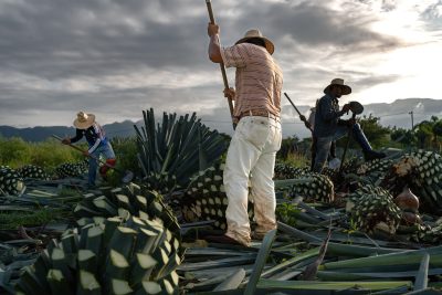 Is a new boom for collectible Tequila on the cards?