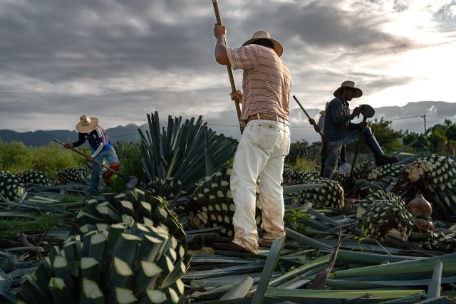 I marchi di tequila possono approfittare del crollo dei prezzi dell'agave?