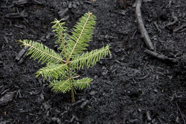 BrewDog in epic forest fail