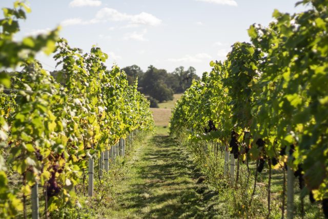 Kent vineyard battles opposition to wine tastings near graveyard