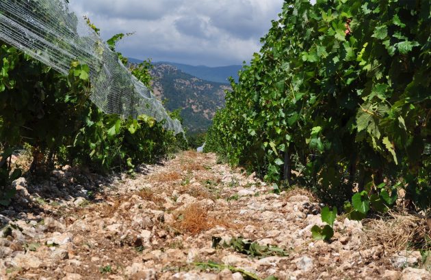 Orient Express: Chamlija brings Bordeaux varieties to Turkey