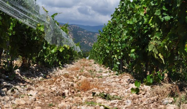 Orient Express: Chamlija brings Bordeaux varieties to Turkey