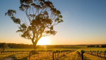 China tariffs a ‘short-term bump in the road’ for Barossa