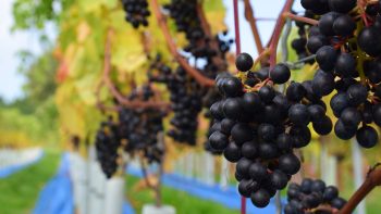 Could this Swiss grape be the future of English still reds?