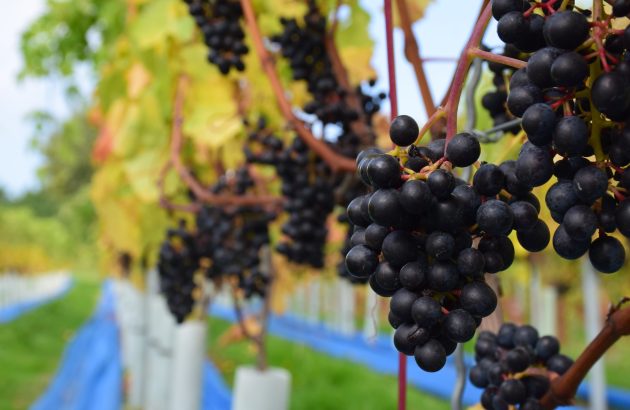 Could this Swiss grape be the future of English still wine?