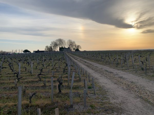 Pauillac 2023: impressively homogenous quality