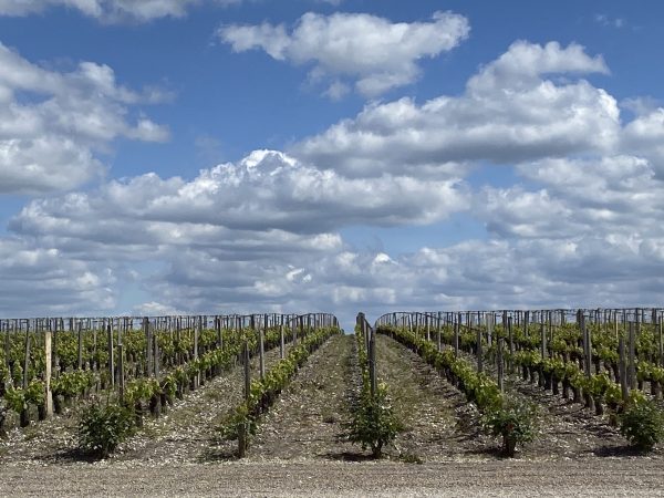 Margaux 2023: tasting notes