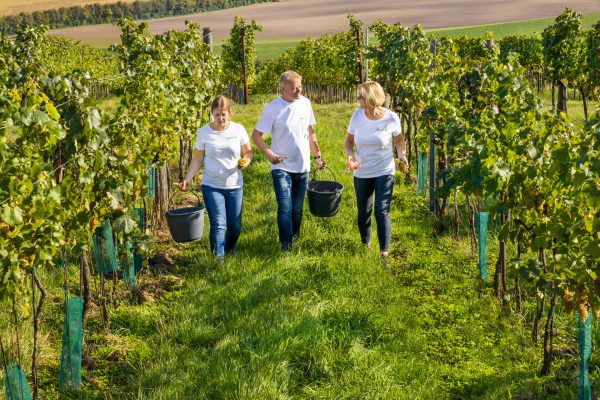 Austria’s spusu Wein bets on Piwi varieties for sustainable plans