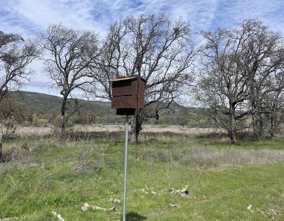How bats are helping in the vineyard