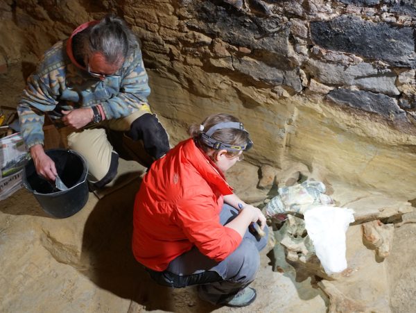 Mammoth bones found in Austrian cellar