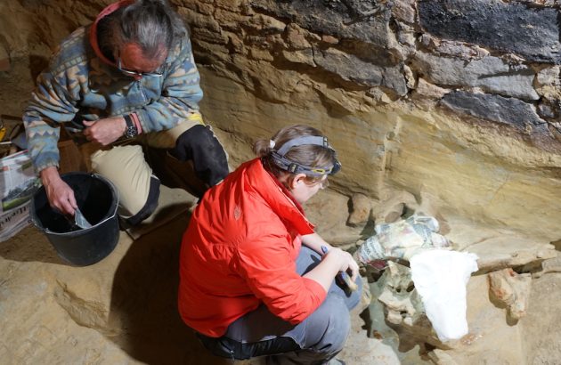 Mammoth bones found in Austrian cellar