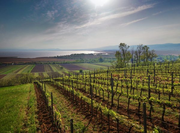 Hors Bordeaux tasting notes: sweet wines