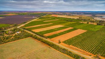 Riverland growers rebuff Accolade offer