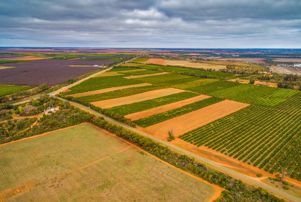Riverland growers rebuff Accolade offer