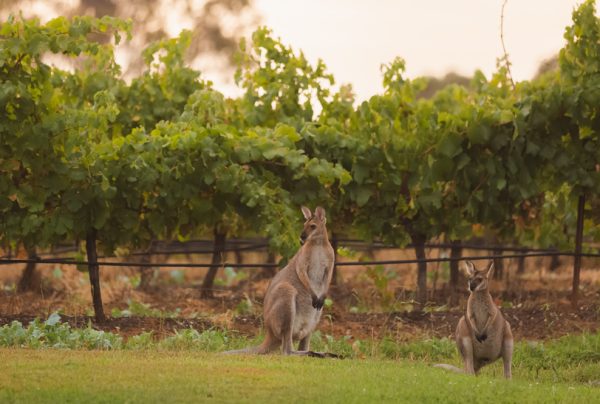 Australian Vintage seeks emergency capital