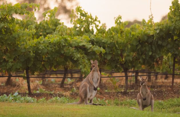 Australian Vintage seeks emergency capital