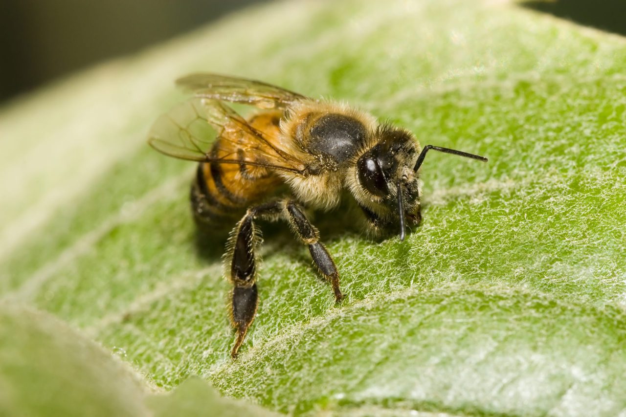 Scientists brew killer bee beer