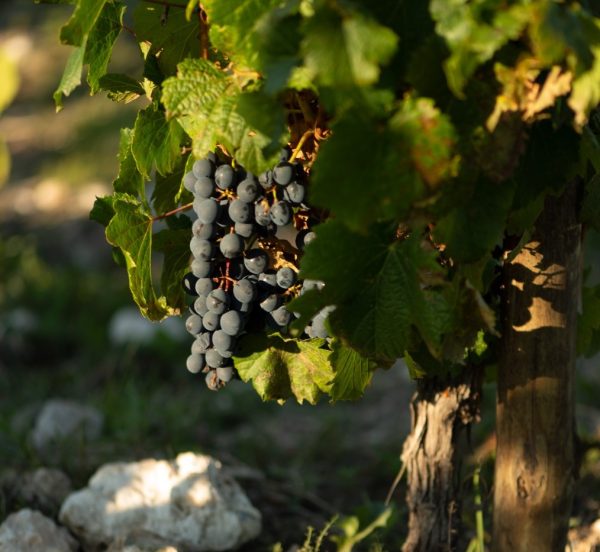 A hot year, but with cooler climate wines: Argentina’s 2024 vintage