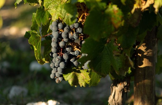 A hot year, but with cooler climate wines: Argentina’s 2024 vintage