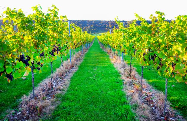 Top 10 wines to try for English Wine Week