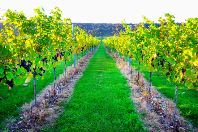 english red wine yorkshire Could Yorkshire be the next Bordeaux?