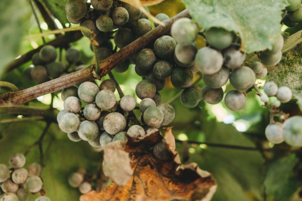 French vineyard battle against mildew returns